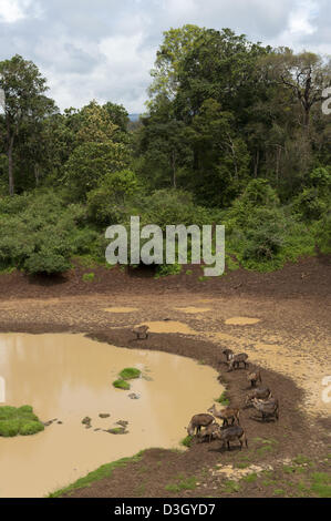 Defassa Wasserbock (Kobus Ellipsiprymnus Defassa), Mount Kenya National Park, Kenia Stockfoto