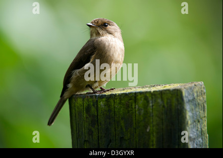 Afrikanische altrosa Fliegenschnäpper, Muscicapa Adusta, Mount Kenya National Park, Kenia Stockfoto