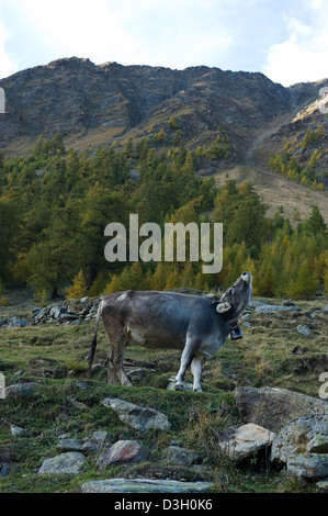 Val Schnalstaler, Italien, eine Kuh auf der Weide in Rableid Pfossental Stockfoto