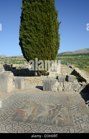 Diana und Nymphen Baden in antiken römischen Stadt Volubilis Stockfoto