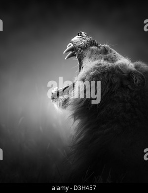 Lion Porträt - Krüger Nationalpark - Südafrika (künstlerische Verarbeitung) Stockfoto