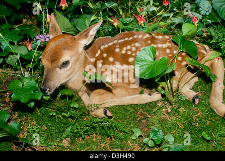 Rehkitz von White tailed Hirsch, Odocoileus Virginianus, versteckt im Wald Garten wartet Mutter zurück, USA Stockfoto