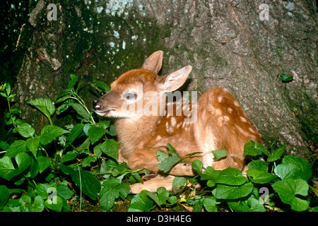 White tailed Deer Fawn (Odocoileus Virginianus) sitzen auf Basis der Baum im Wald, Missouri, USA Stockfoto