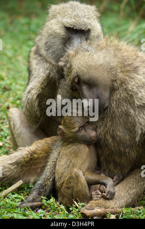 Olive Paviane mit Baby (Cynocephalus Papio Anubis), Nairobi-Nationalpark, Nairobi, Kenia Stockfoto