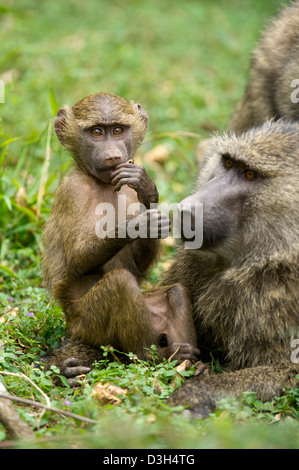 Baby-Olive Pavian (Papio Cynocephalus Anubis), Nairobi-Nationalpark, Nairobi, Kenia Stockfoto