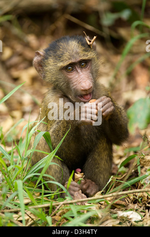 Baby-Olive Pavian (Papio Cynocephalus Anubis), Nairobi-Nationalpark, Nairobi, Kenia Stockfoto