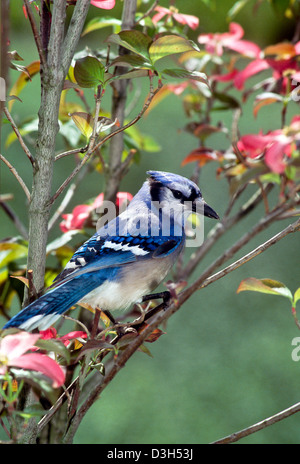 Bluejay, Cyanocitta Cristatta, Seitenansicht, thront in rosa Hartriegel Baum blühen im Frühling beobachten schließen sich in Missouri Stockfoto