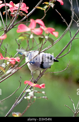 Bluejay, Cyanocitta Cristata, thront in rosa Hartriegel Baum blüht im Frühjahr Stockfoto