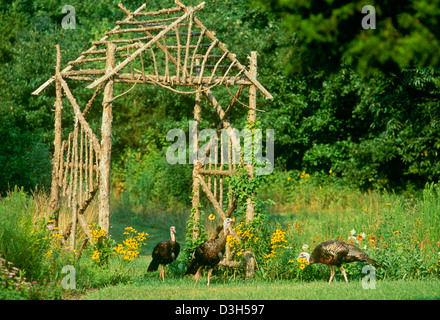 Wilder Truthahn (Meleagris Gallopavo) geben Sie den Hinterhof durch einen schönen handgemachten Bogen von Stöcken in Wildblumenwiese Stockfoto