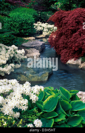 Botanische Gärten, St. Louis, stream läuft durch blühenden Azaleen und japanische Ahorn, Missouri Stockfoto