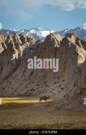 Einsamer Kamel in den Wakhan-Korridor, Badakhshan, Afghanistan Stockfoto
