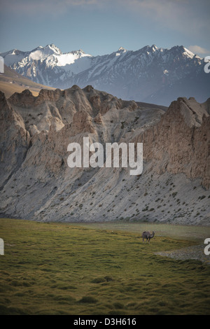 Einsamer Kamel in den Wakhan-Korridor, Badakhshan, Afghanistan Stockfoto