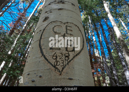 Graffiti in den Kofferraum ein Espenbaum im nördlichen Arizona geschnitzt. Stockfoto