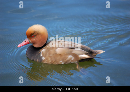 Männliche Red Crested Tafelenten-Ente in einem Teich schwimmen Stockfoto