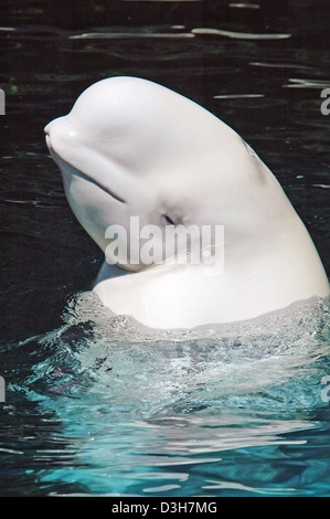 Beluga-Wal, Delphinapterus leucas Stockfoto