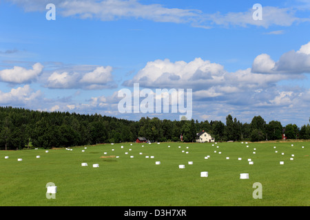 Storsa Lesjoen, Schweden, verpackt in Kunststoff Heuballen in einem Feld Stockfoto