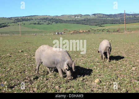 Schwarzen iberischen Schweinen auf einer Wiese in Andalusien, Spanien Stockfoto