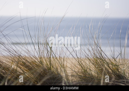 Spitze einer grasbewachsenen Sanddüne vor der Küste Stockfoto