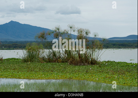 Blick auf Mount Longonot aus Crescent Island Spiel Heiligtum am Lake Naivasha, Kenia Stockfoto