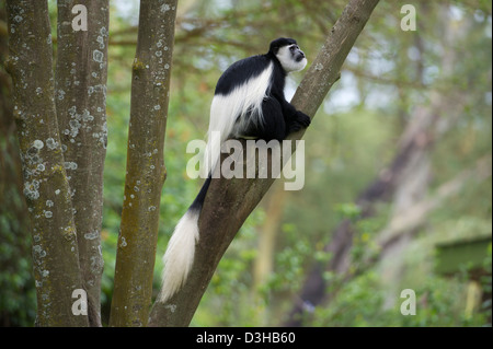 Schwarz / weiß-Stummelaffen (Colobus Guereza), Elsamere, Naivasha, Kenia Stockfoto