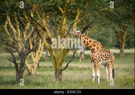 Maasai Giraffe füttern von Gelbfieber Bäumen (Giraffa Plancius Tippelskirchi), Lake-Nakuru-Nationalpark, Kenia Stockfoto