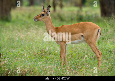 Impala (Aepyceros Melampus), Lake-Nakuru-Nationalpark, Kenia Stockfoto