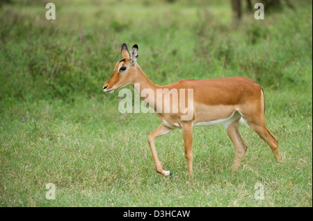 Impala (Aepyceros Melampus), Lake-Nakuru-Nationalpark, Kenia Stockfoto