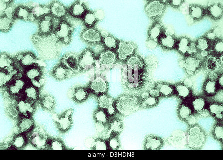 LA CROSSE VIRUS Stockfoto