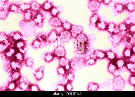 LA CROSSE VIRUS Stockfoto