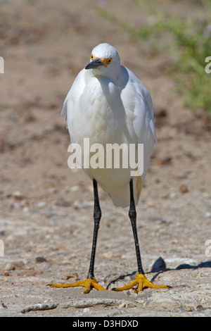 Snowy Silberreiher (Egretta unaufger) stehend auf Santa Barbara Beach, Kalifornien, USA im Juli Stockfoto