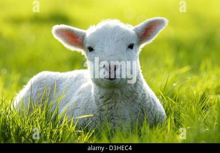 Neu geboren Lamm in einer englischen Wiese Stockfoto