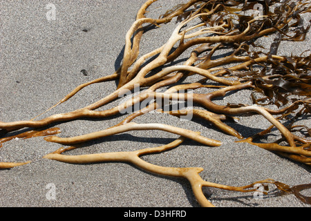 Algen am Strand Seetang Sand angespült Stockfoto