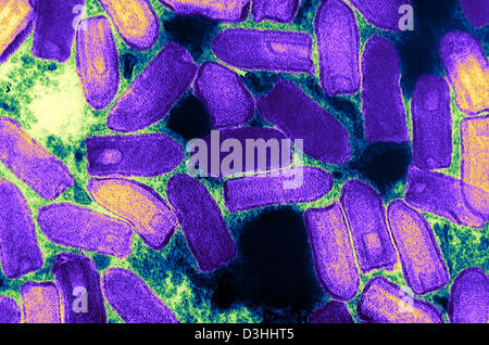 Vesikuläre Stomatitis Virus, TEM Stockfoto, Bild 134944125 Alamy