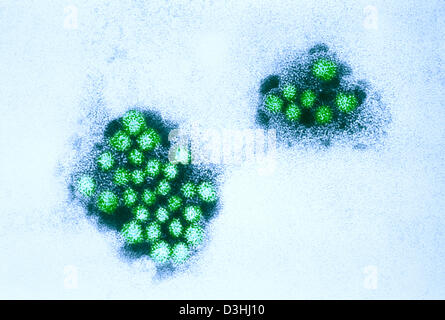 NORWALK-VIRUS Stockfoto