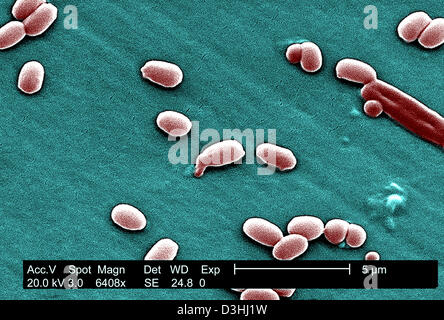 ANTHRAX BAKTERIUM SPORE, SEM Stockfoto