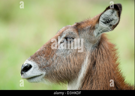 Defassa Wasserbock (Kobus Ellipsiprymnus Defassa), Lake-Nakuru-Nationalpark, Kenia Stockfoto