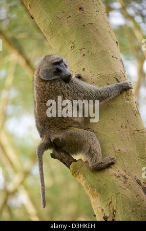 Olive Pavian (Papio Cynocephalus Anubis), Lake-Nakuru-Nationalpark, Kenia Stockfoto