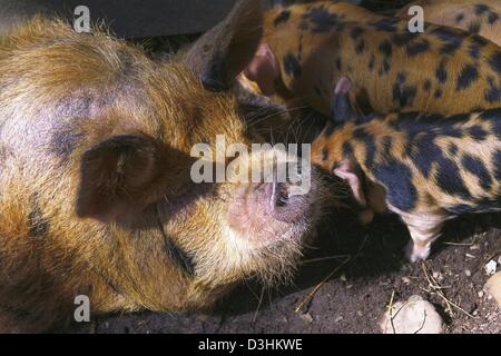 Kunekune Schwein & Ferkel Stockfoto