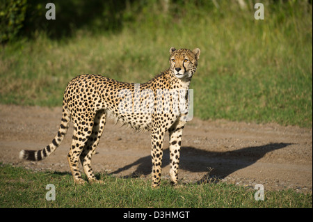 Gepard (Acinonyx Jubatus), Ol Pejeta Wildlife Conservancy, Laikipia, Kenia Stockfoto