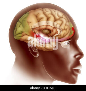GEHIRN, ZEICHNUNG Stockfoto