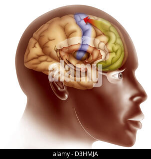 GEHIRN, ZEICHNUNG Stockfoto