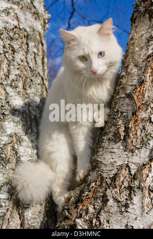 die weiße Katze kletterte auf einen Baum Stockfoto