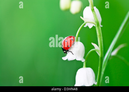 Der Marienkäfer kriecht auf einer Blume ein Maiglöckchen Stockfoto