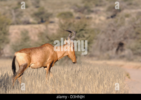 Red Hartebeest (Alcelaphus buselaphus), erwachsenen männlichen, zu Fuß in das trockene Gras, Kgalagadi Transfrontier Park, Northern Cape, Südafrika, Afrika Stockfoto