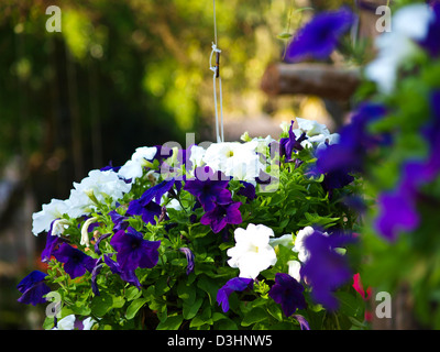 Bush Clockvine, Thunbergia Affinis S., tropische Blütenpflanze. Stockfoto