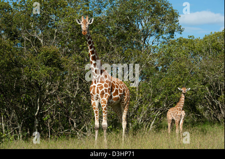 Giraffe mit jungen (Giraffa Plancius Reticulata), retikuliert Ol Pejeta Wildlife Conservancy, Laikipia, Kenia Stockfoto