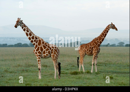 Retikuliert Giraffen (Giraffa Plancius Reticulata), Ol Pejeta Wildlife Conservancy, Laikipia, Kenia Stockfoto