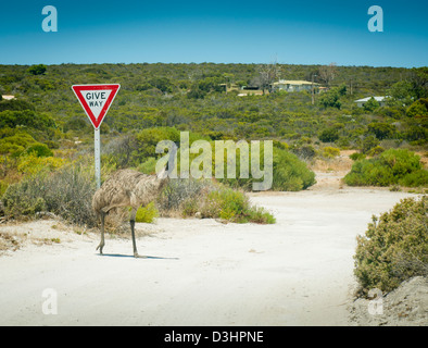 Wilde WWU kreuzt die Straße vor ein geben Weg Zeichen im ländlichen Australien Stockfoto