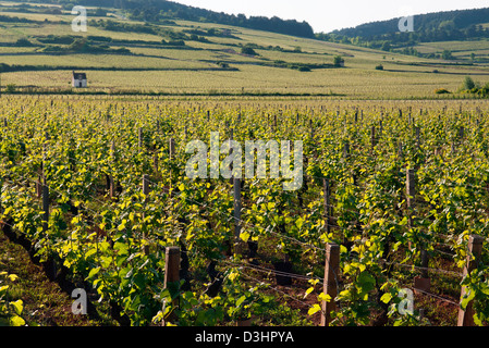 Französische Landschaft Weinbergen Beaune Burgund (Bourgogne) Frankreich Stockfoto