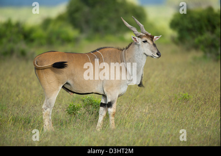 Gemeinsame Eland (Tragelaphus Oryx), Ol Pejeta Wildlife Conservancy, Laikipia, Kenia Stockfoto